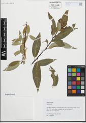 Foto von Salix fragilis L.